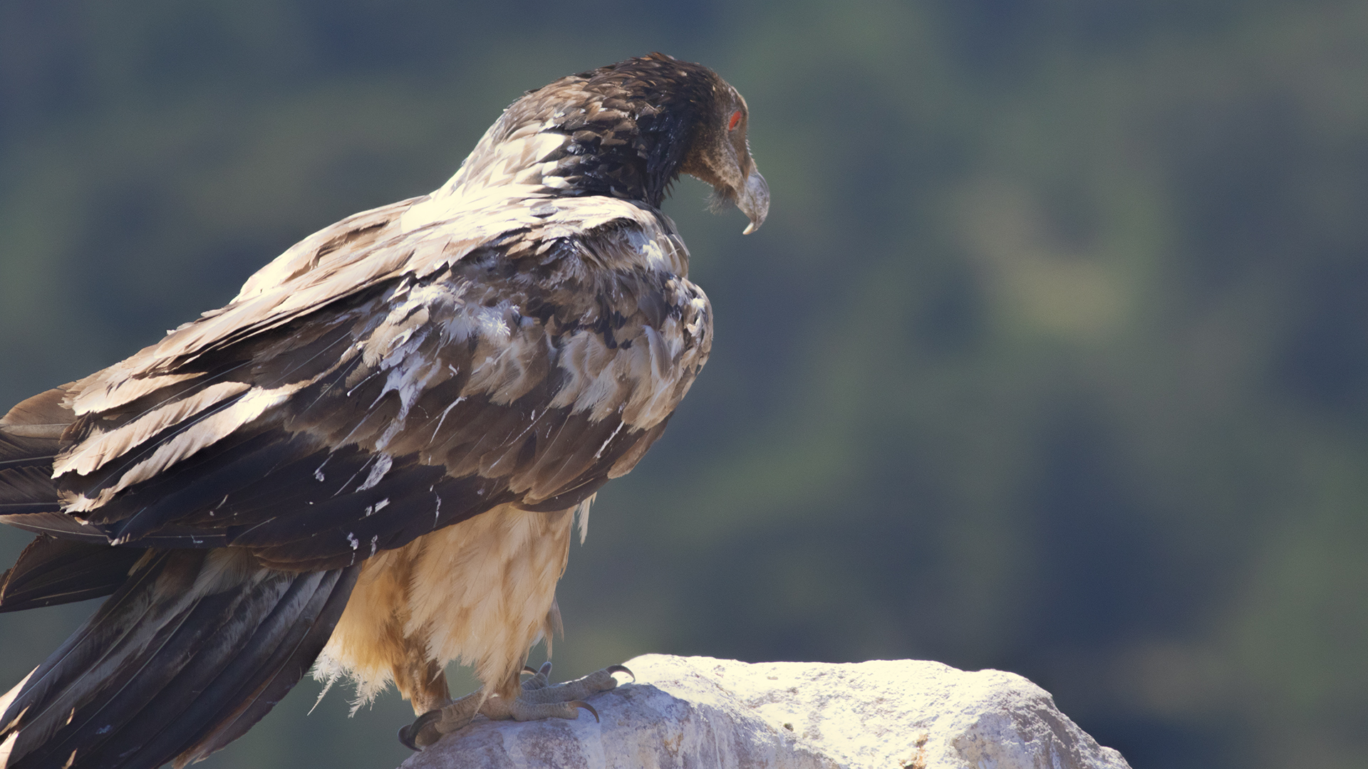 Bearded Vulture